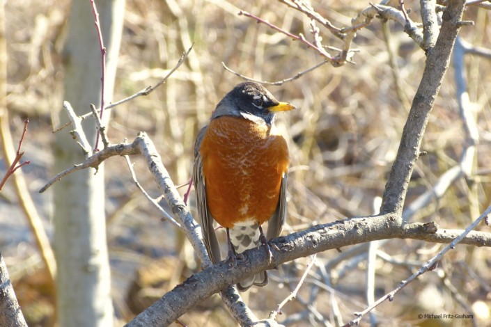 Bucharest Birding The Urban Birder World