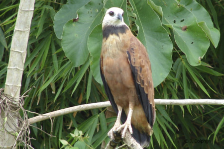 Urban Birding In Paramaribo The Urban Birder World