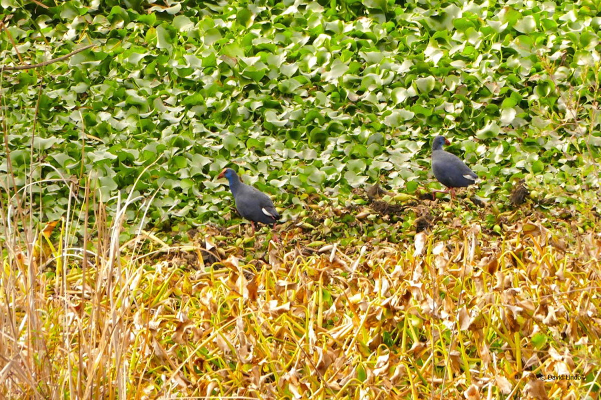 Urban Birding M Rida Extremadura The Urban Birder World