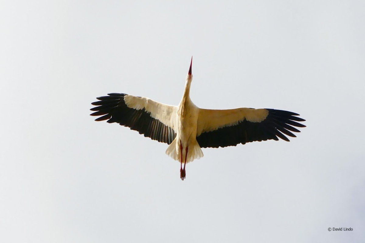 Urban birding Mérida Extremadura The Urban Birder World