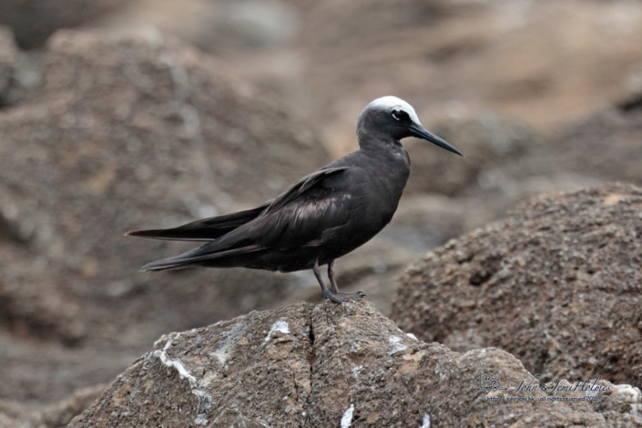 Urban Birding In Hong Kong The Urban Birder World