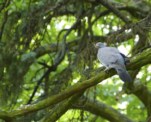 Woodpigeon - True Love Will Find You In the End on Vimeo