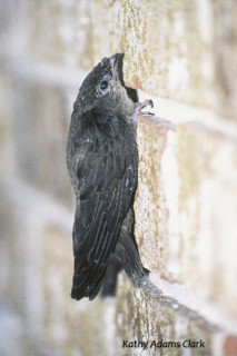 Chimney-Swift-K-Adams-Clark