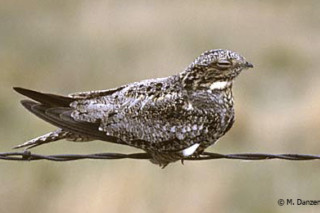 Common-Nighthawk-M-Danzenbaker