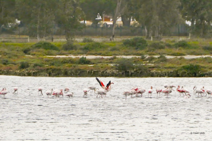 LaBarrosa-Cadiz-L1630468-Greater-Flamingo