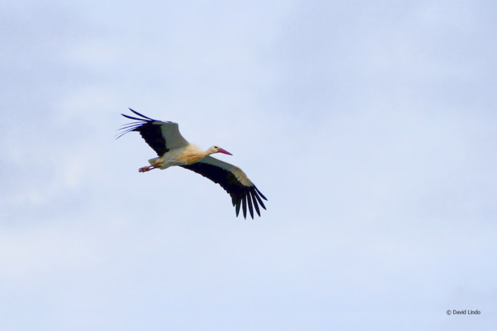 White-Stork-L1610299