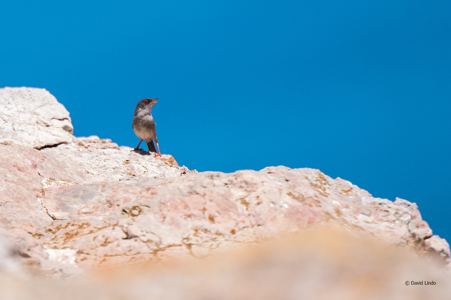 Mallorca Birding – part two – The Urban Birder World