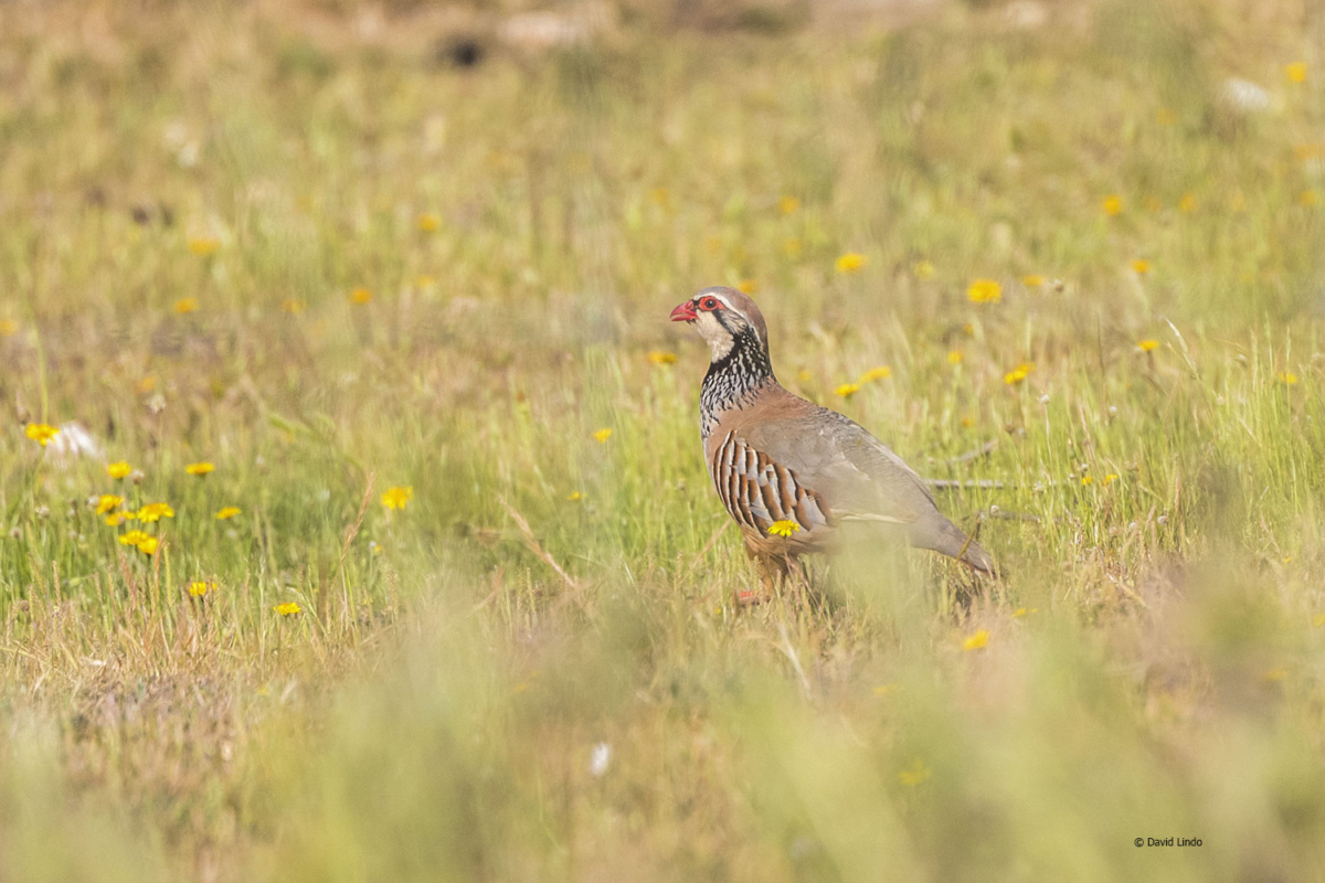 Mallorca Birding – part three – The Urban Birder World